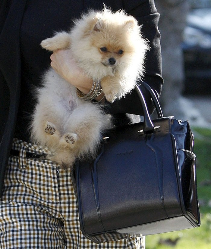 Gwen Stefani carrying her dog and handbag