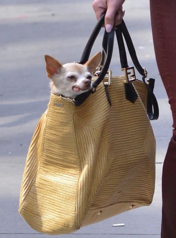 How cute is her little Chihuahua peeking out of this very chic designer handbag?